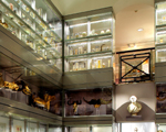 Hunterian Museum, Royal College of Surgeons, London